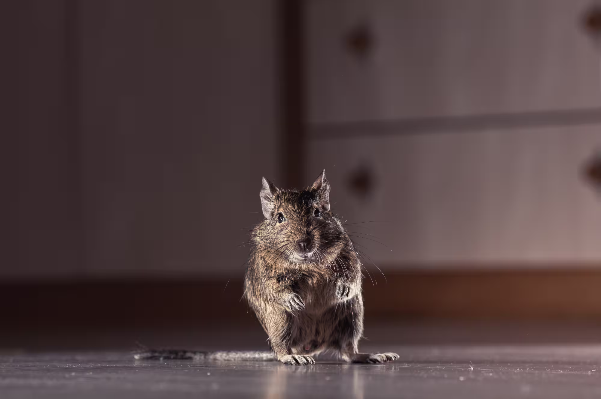 Mouse activity on an indoor floor