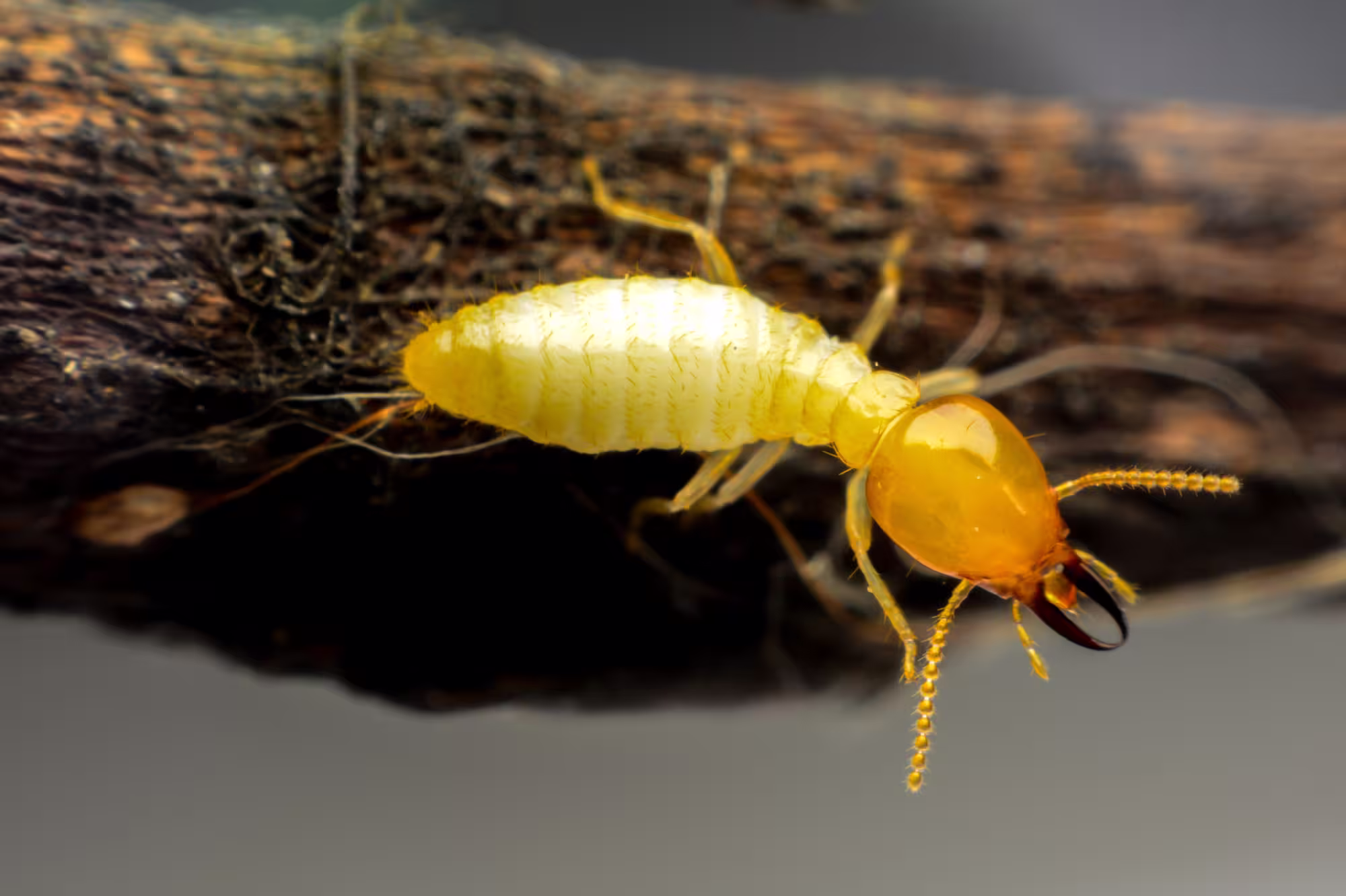 Close look at possible termite activity near a foundation